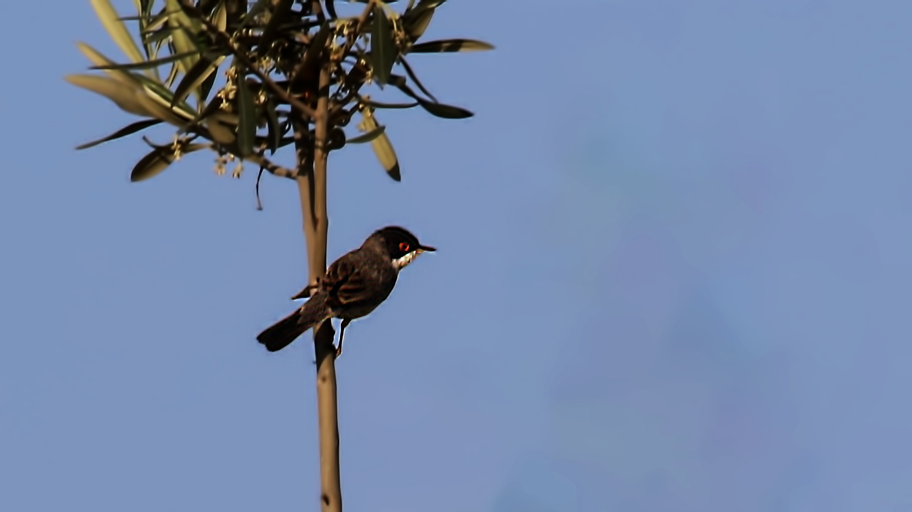 Sardinian Warbler — Ana fotoğraf